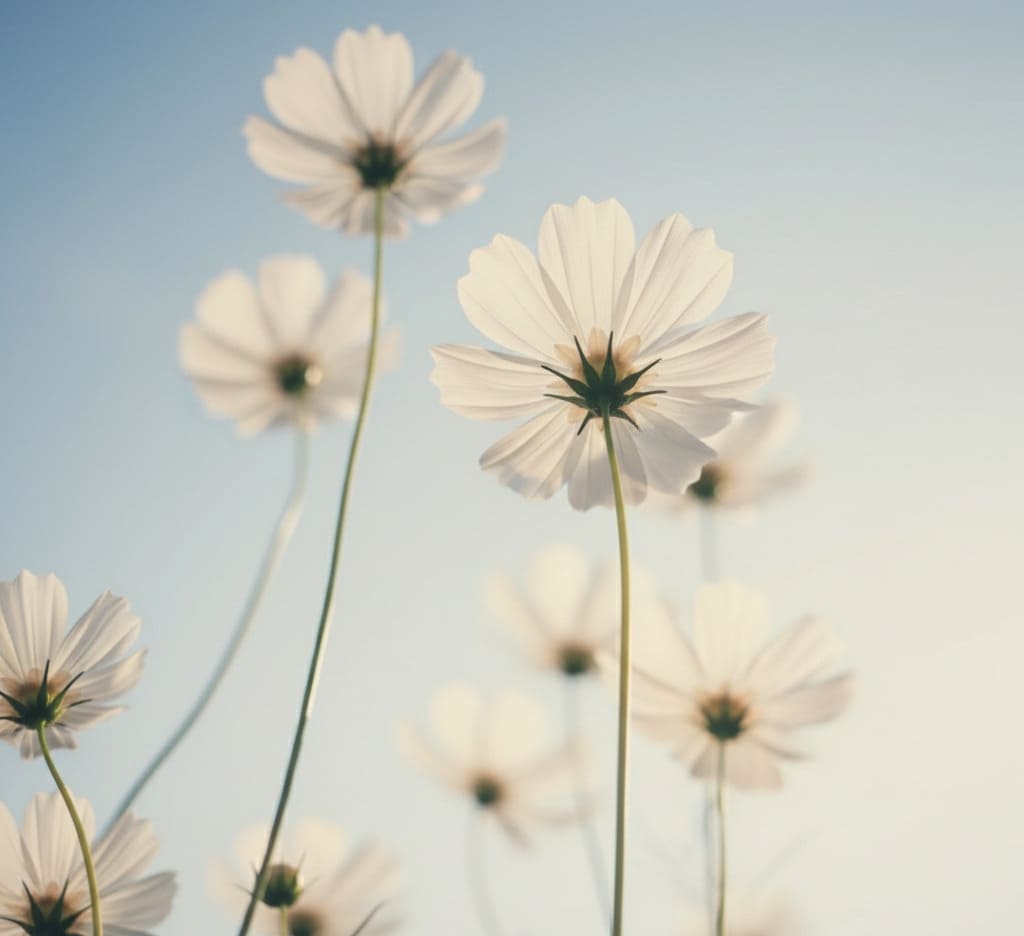 valeurs maison appoline déco design et durable